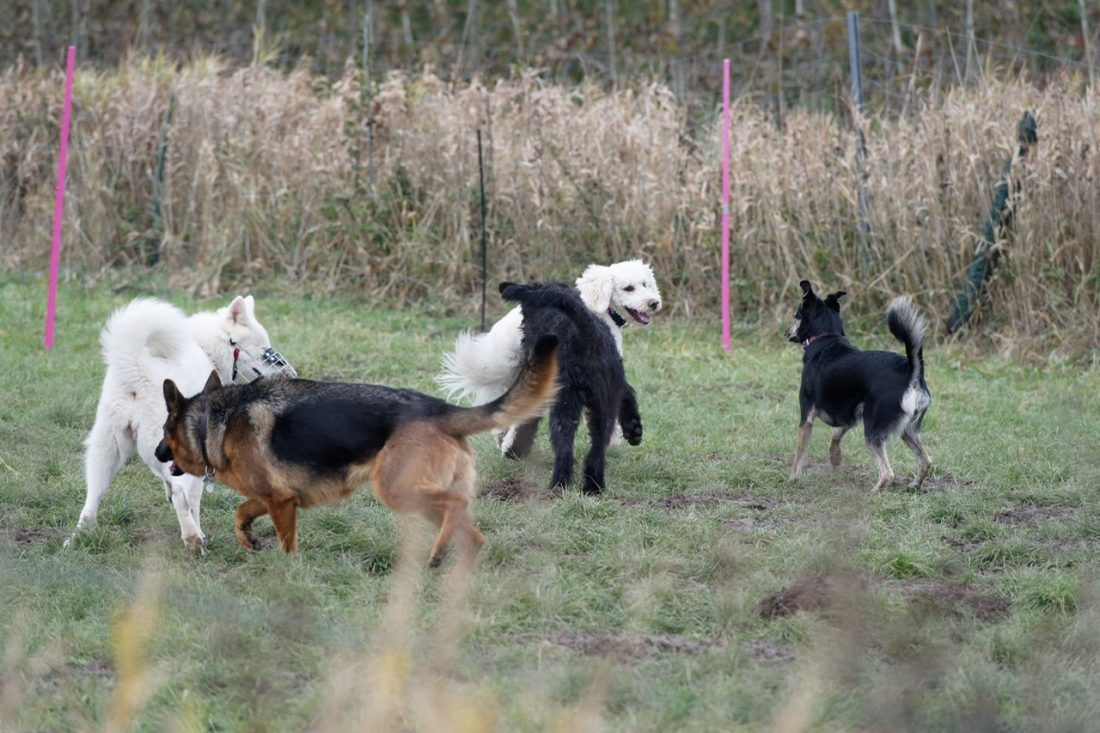 Sozialgruppe Giganten/Big Dogs/Small Dogs