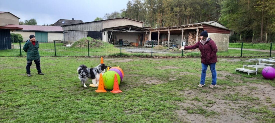 Treibball für Fortgeschrittene