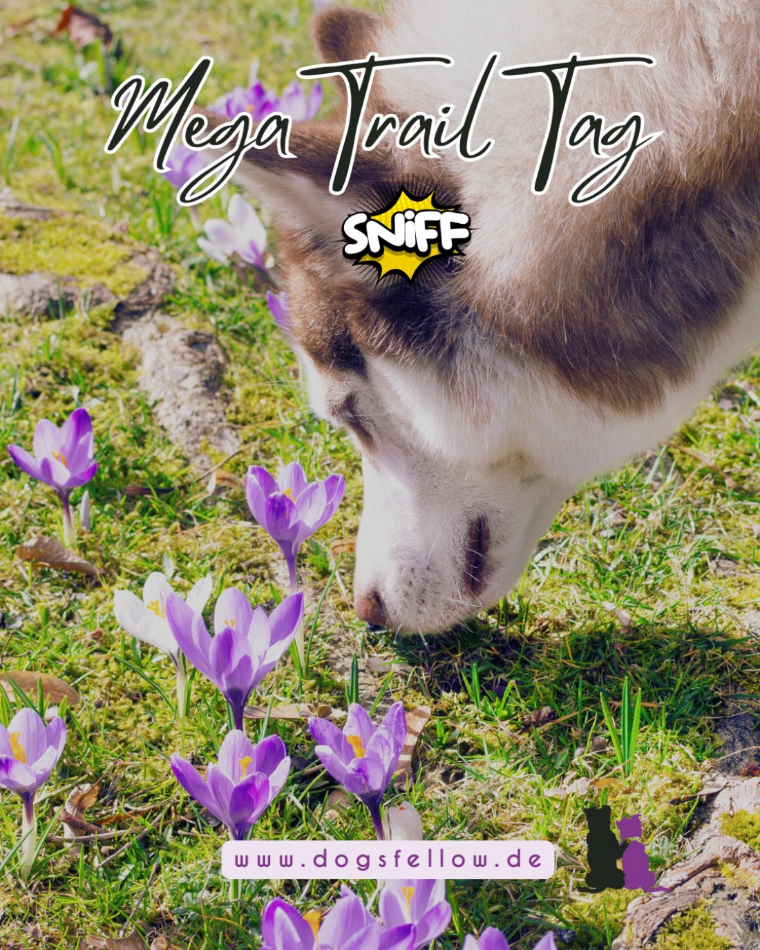 Mega Trail Tag
