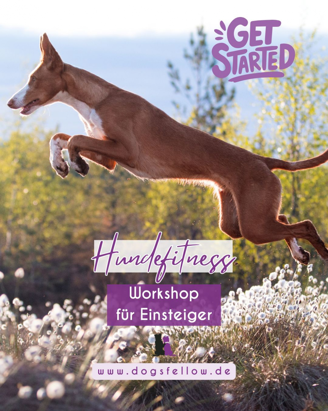 Hundefitness Einsteiger Workshop