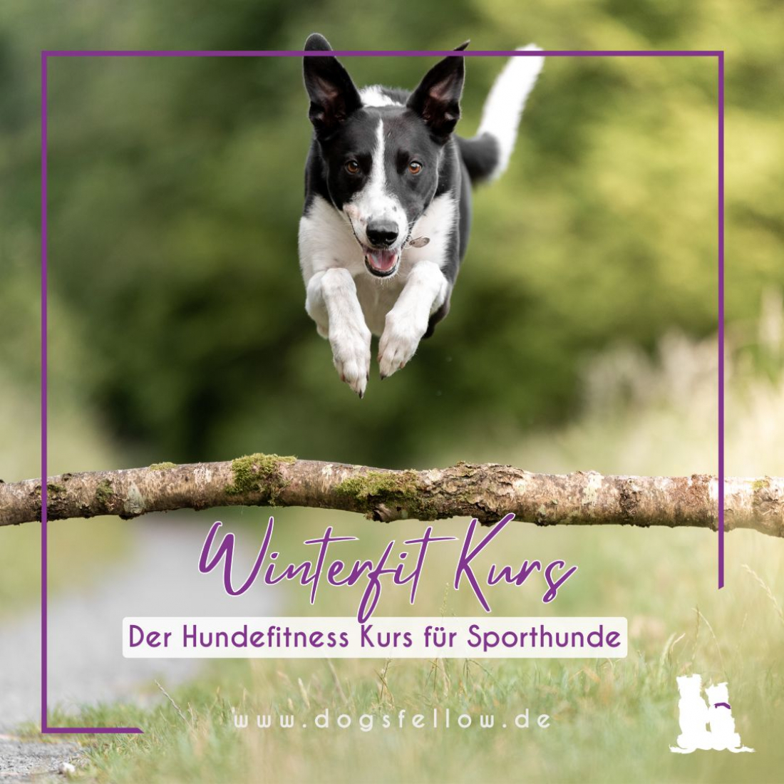 Winterfit - starke Pfoten im Sportbereich