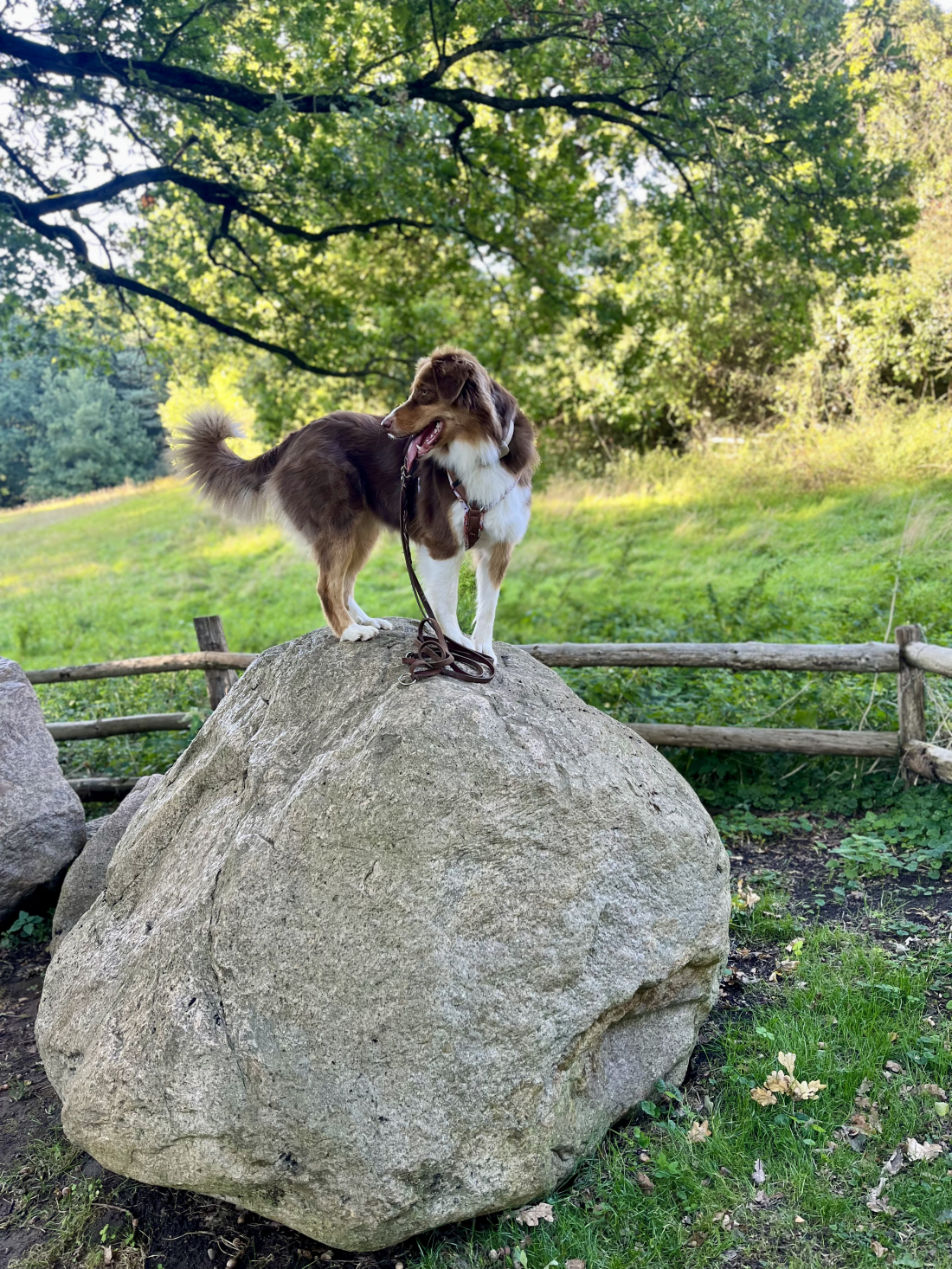 Hundefitness Spaziergang