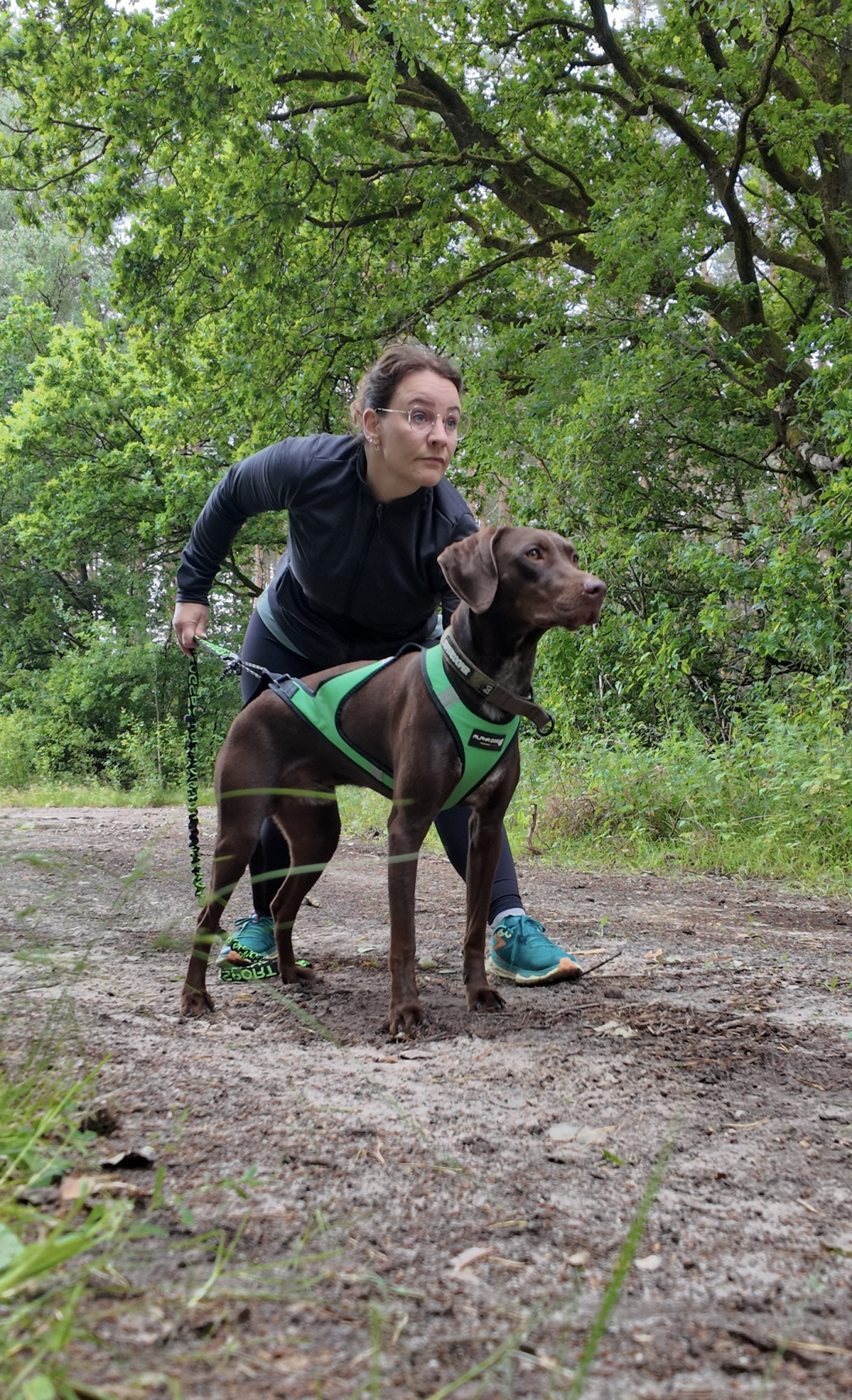 Zughundesport Basics