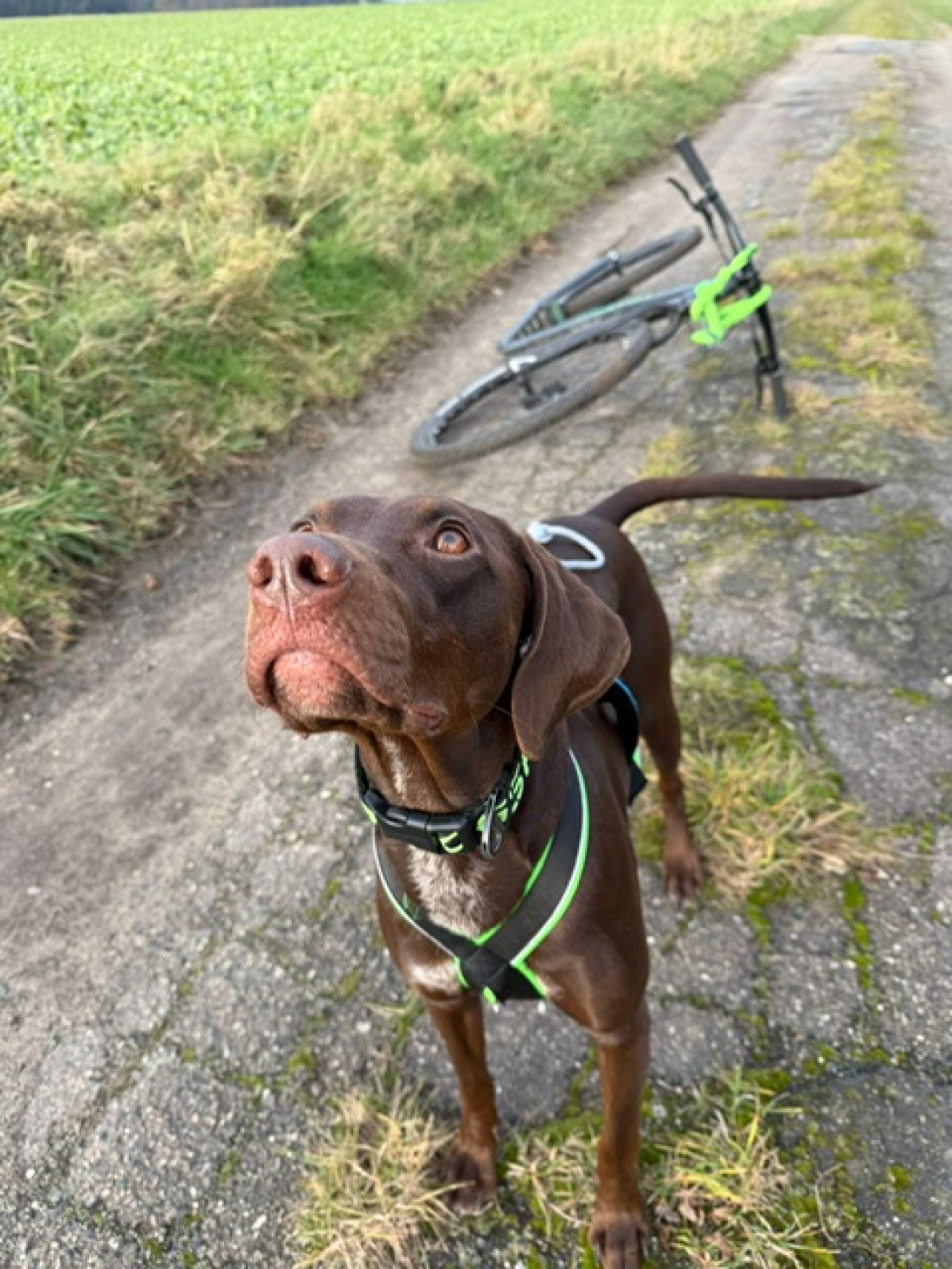 Dog Scooter Workshop