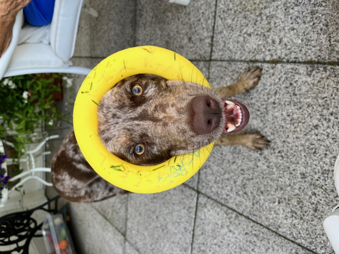 Hibbelhunde Kurs