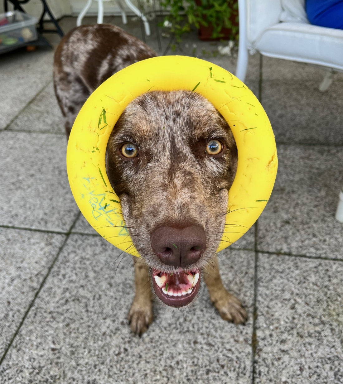 Hibbelhunde Kurs
